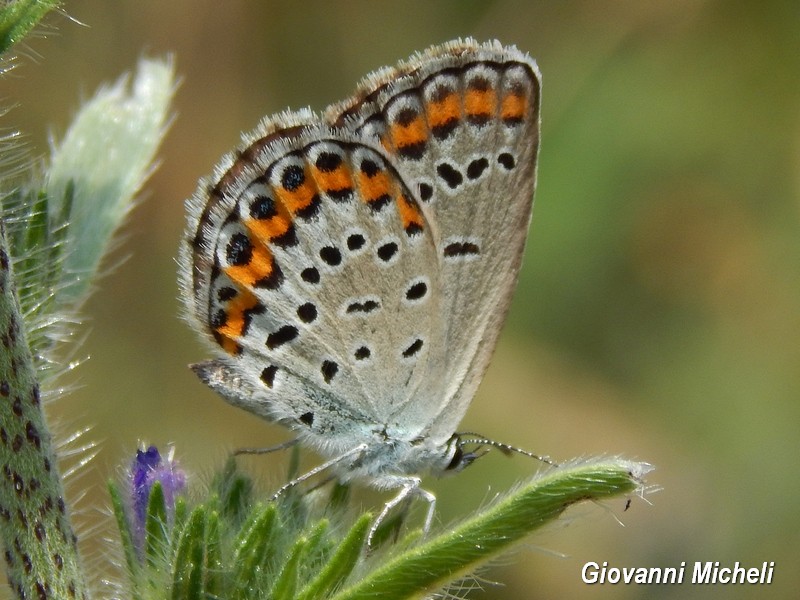 Plebejus ...argus?